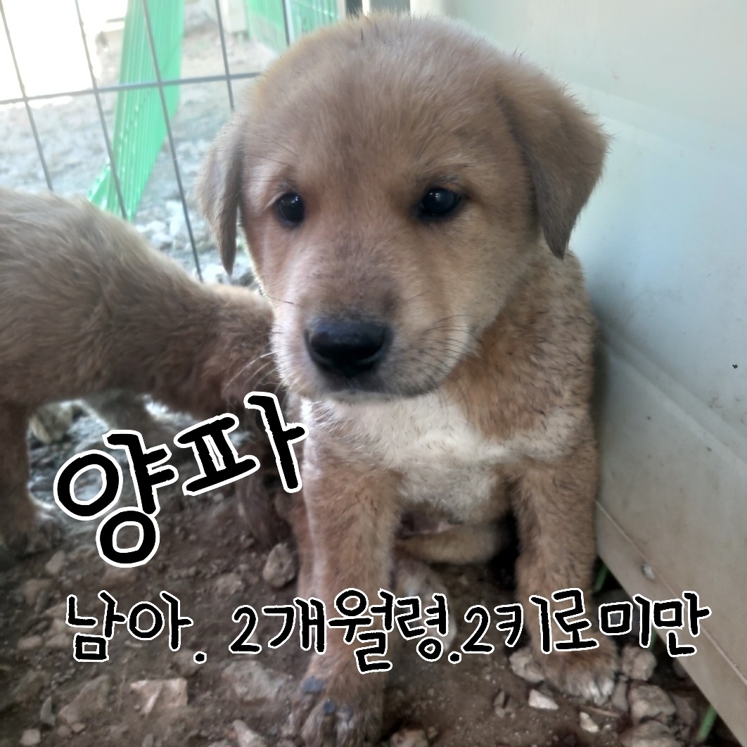 믹스견 이미지 파일 입니다.
